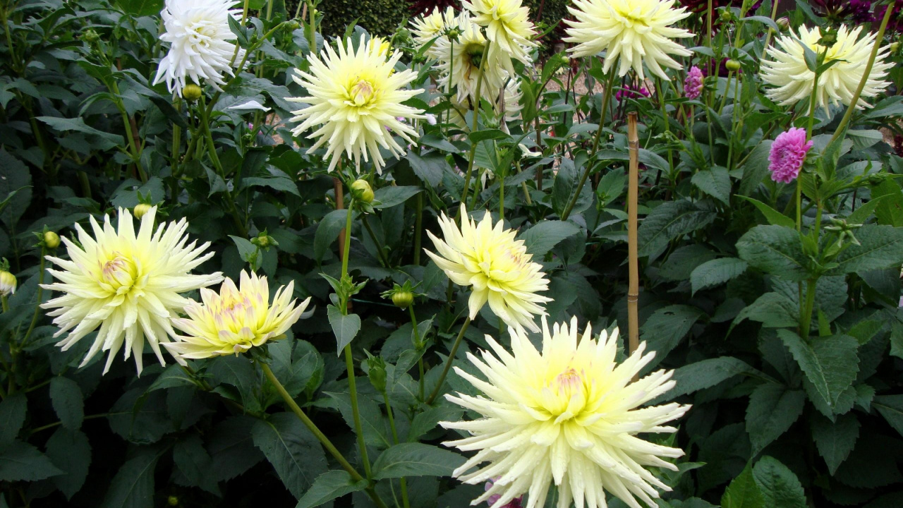 Обои георгин, цветковое растение, однолетнее растение, желтый, растение в разрешении 1280x720