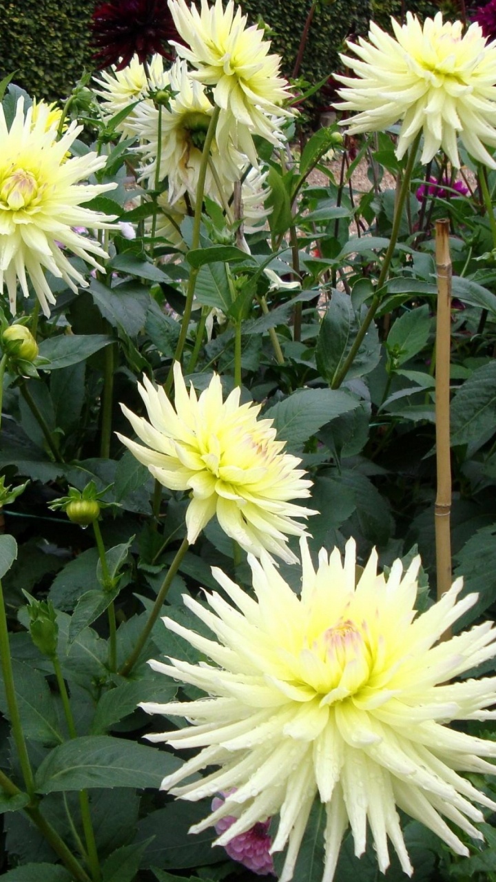 Обои георгин, цветковое растение, однолетнее растение, желтый, растение в разрешении 720x1280