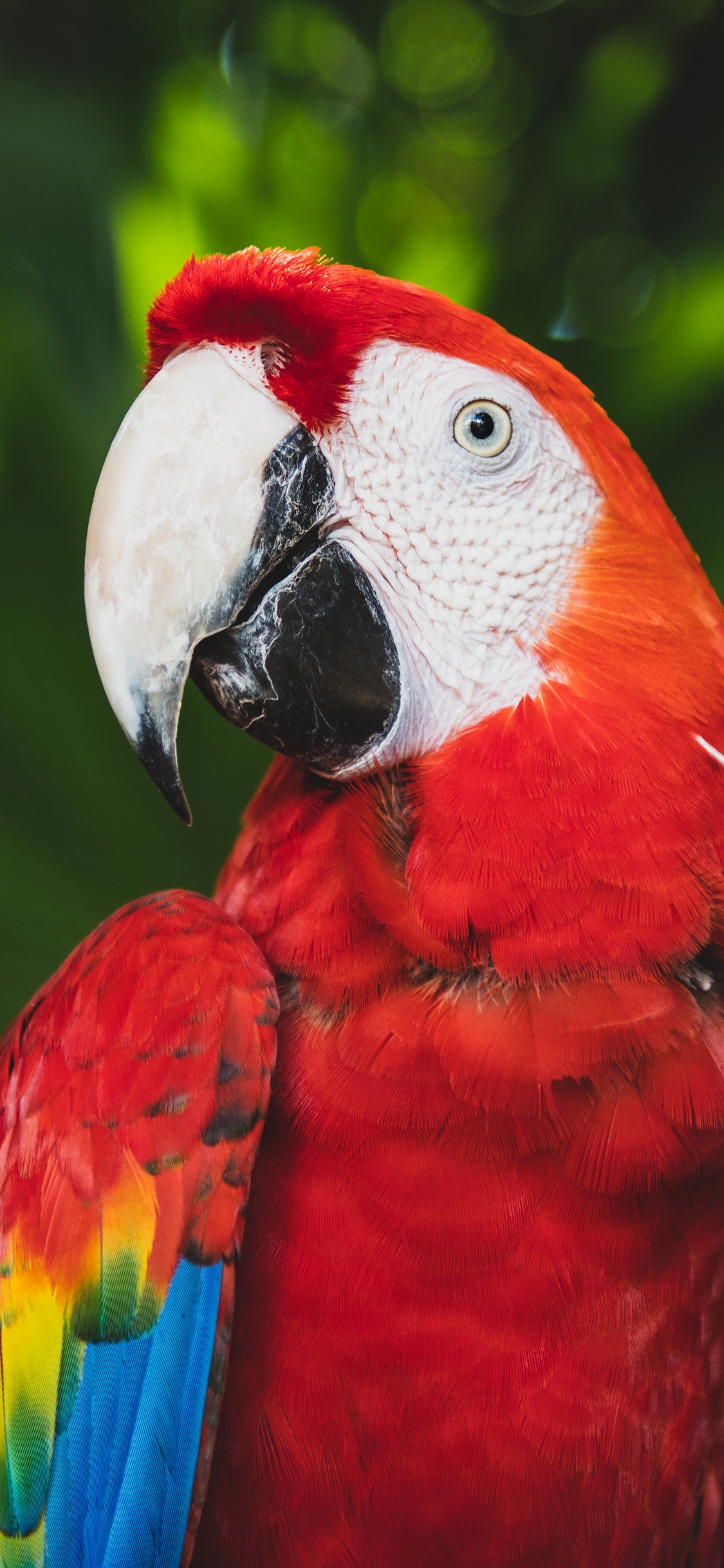 Обои Скарлет Ара, Ара, длиннохвостый попугай, птица, клюв в разрешении 1125x2436