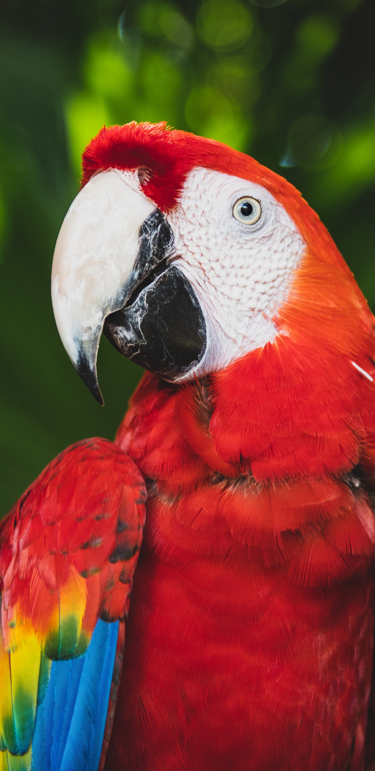 Обои Скарлет Ара, Ара, длиннохвостый попугай, птица, клюв в разрешении 1440x2960