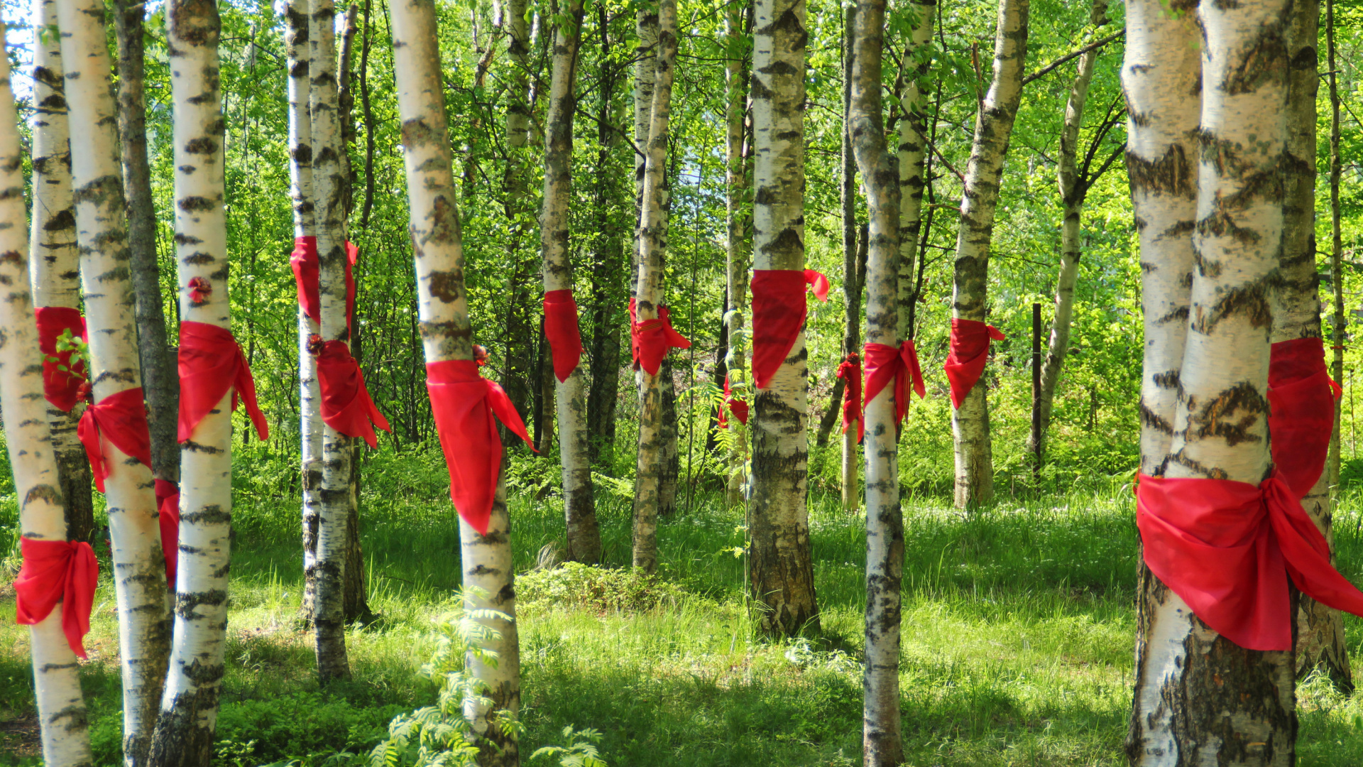 Обои Санкт Петербург, береза, роща, дерево, растение в разрешении 1920x1080