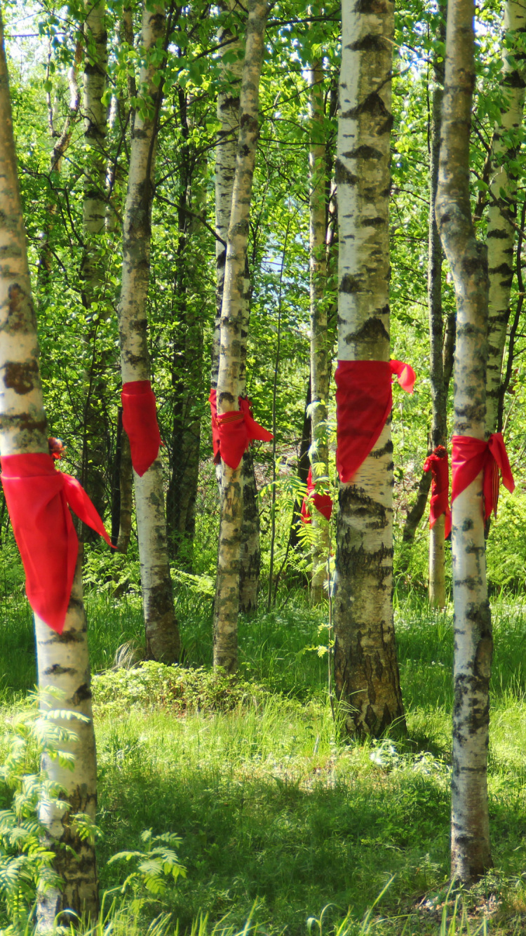 Обои Санкт Петербург, береза, роща, дерево, растение в разрешении 750x1334