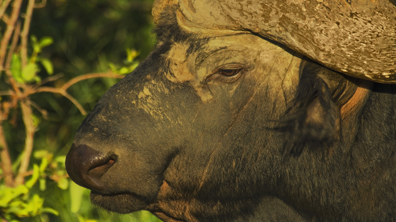 Обои африканский буйвол, водяного буйвола, американский Бизон, живая природа, наземные животные в разрешении 1366x768