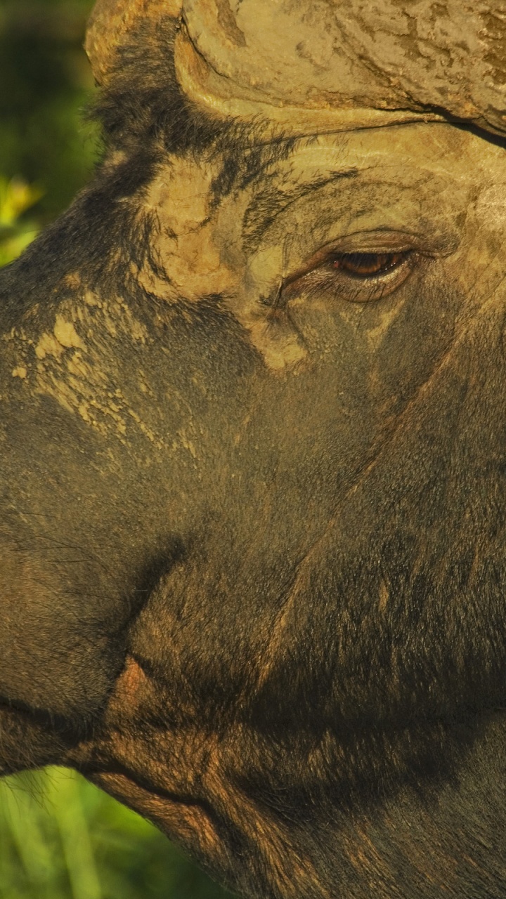 Обои африканский буйвол, водяного буйвола, американский Бизон, живая природа, наземные животные в разрешении 720x1280
