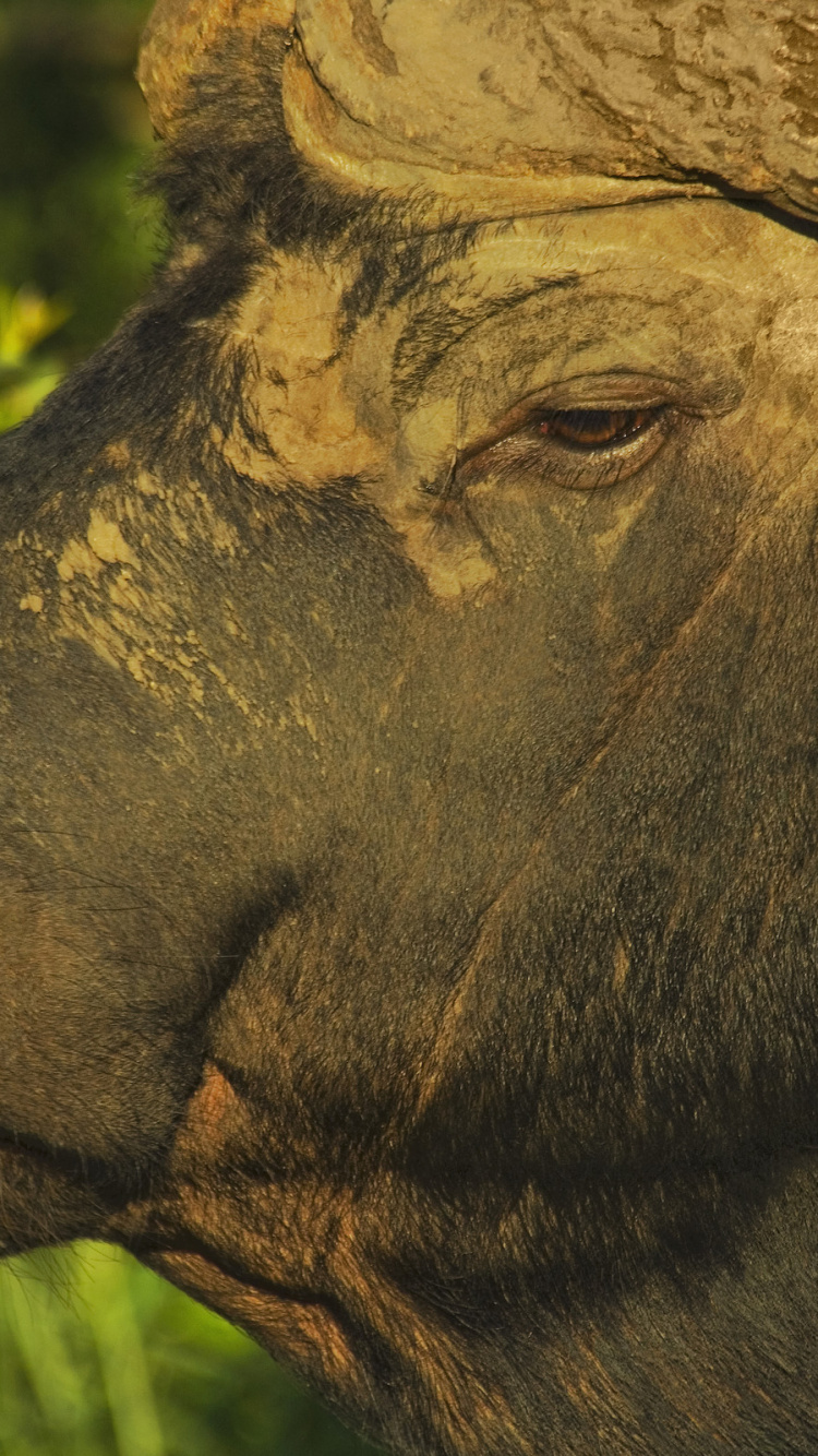Обои африканский буйвол, водяного буйвола, американский Бизон, живая природа, наземные животные в разрешении 750x1334