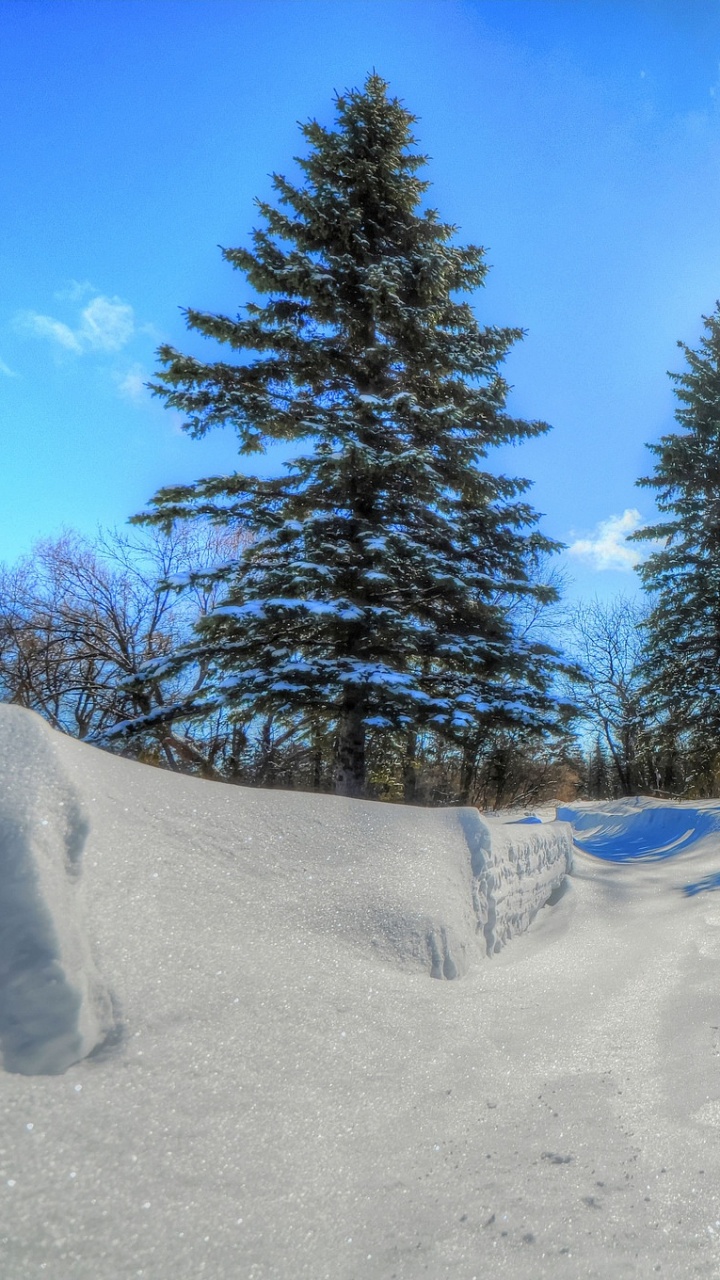 Обои снег, зима, замораживание, дерево, лед в разрешении 720x1280