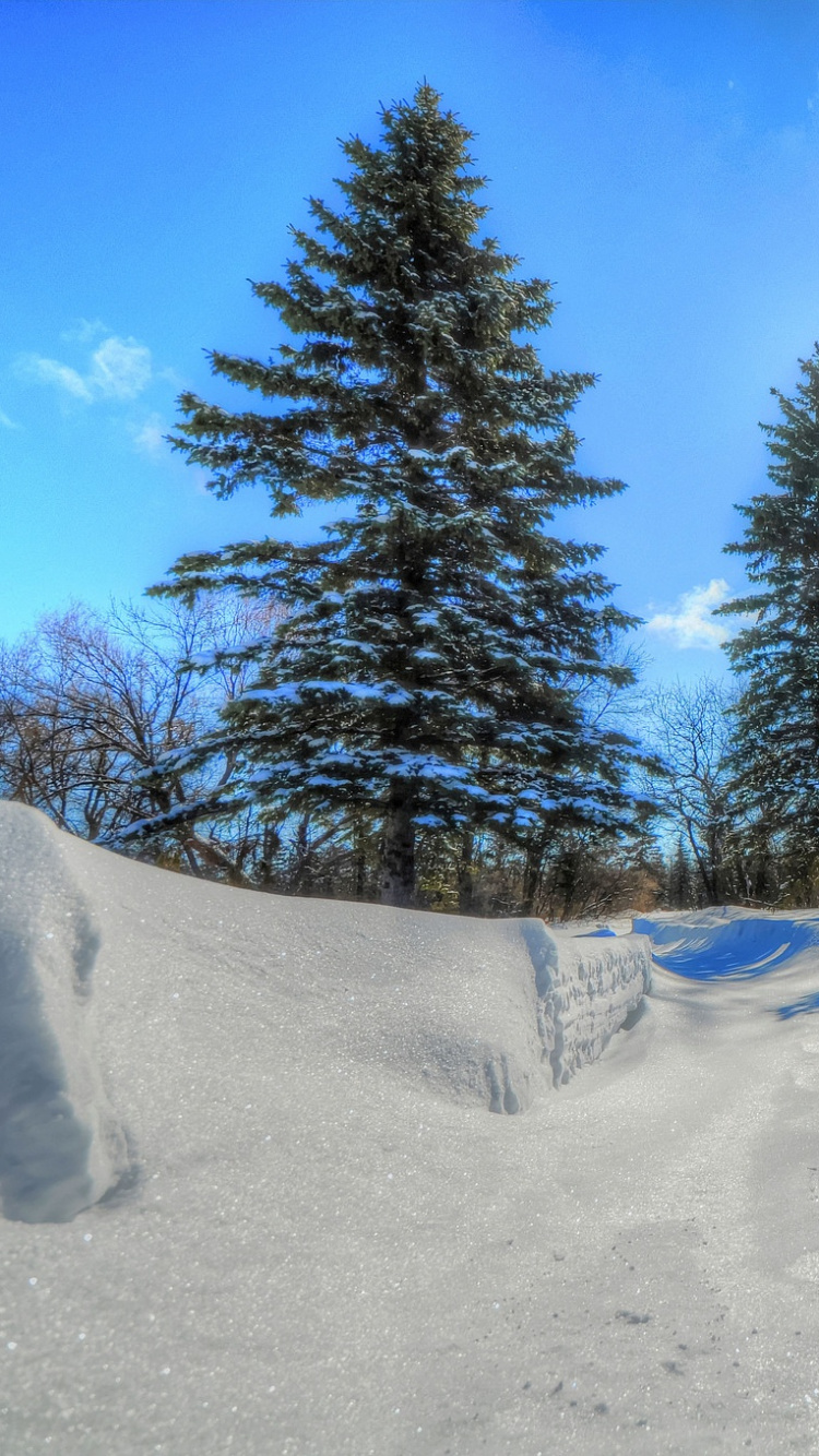 Обои снег, зима, замораживание, дерево, лед в разрешении 750x1334