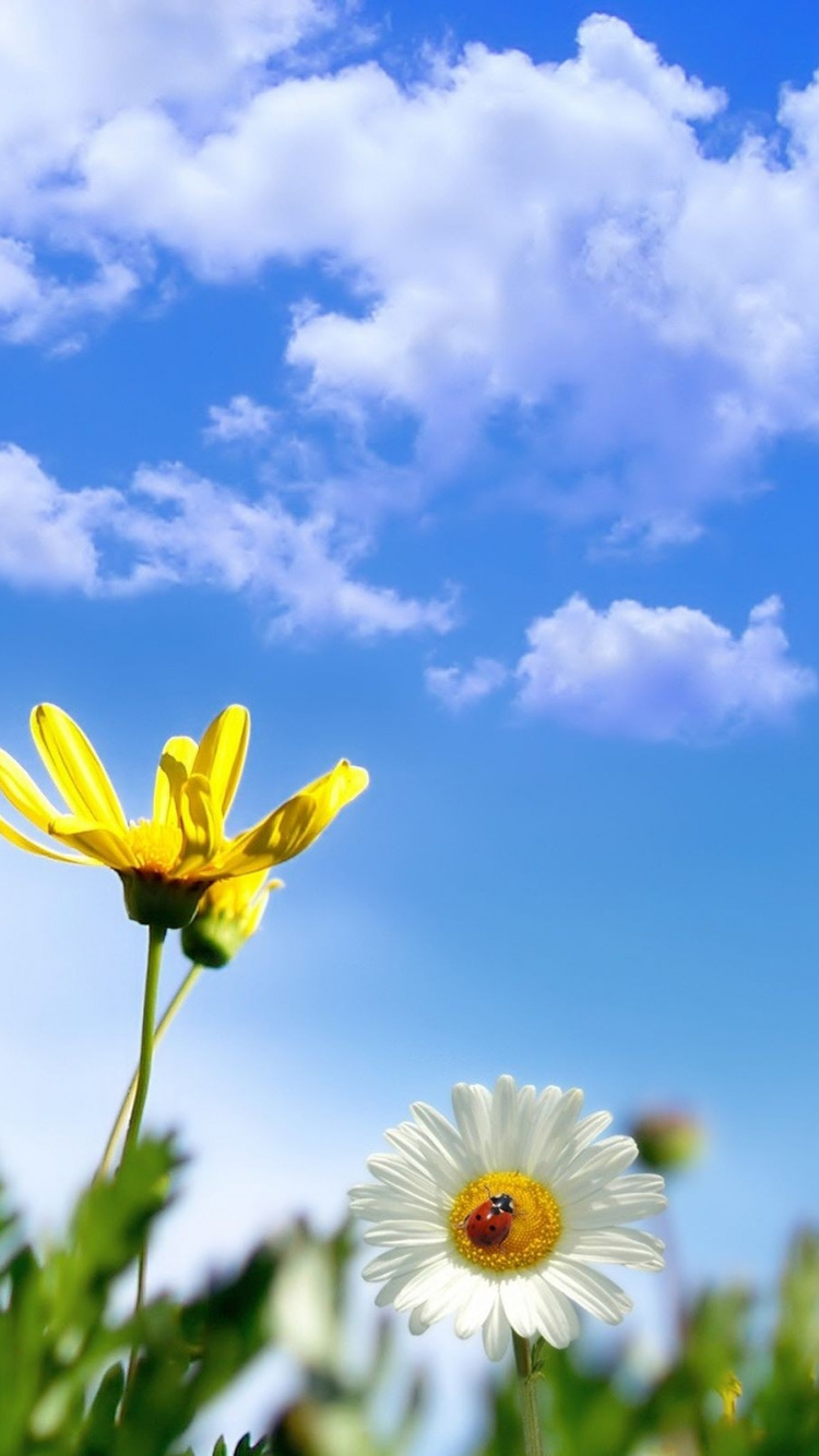 Обои весна, Маргаритка, oxeye Дейзи, желтый, облака в разрешении 750x1334