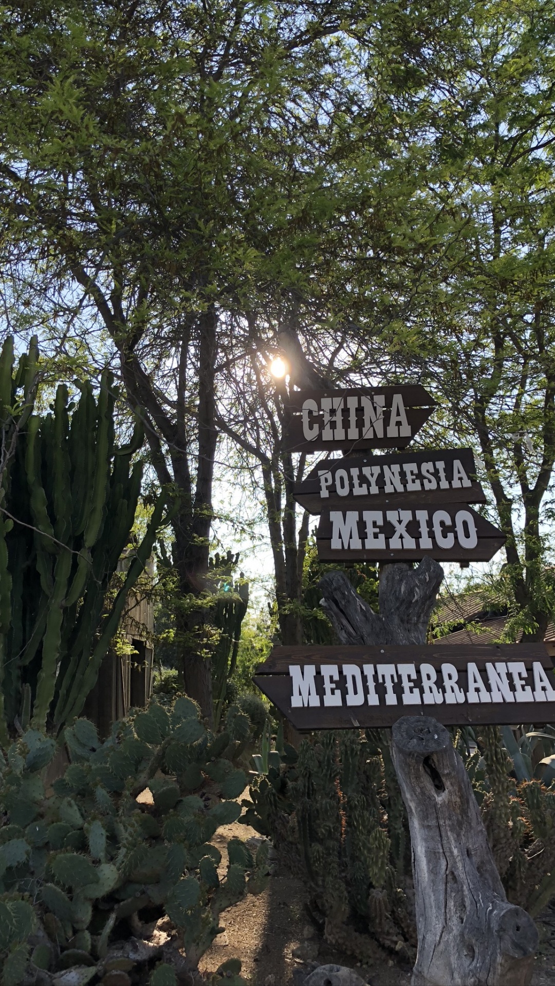 Обои дерево, ветвь, наземное растение, кактус, caryophyllales в разрешении 1080x1920