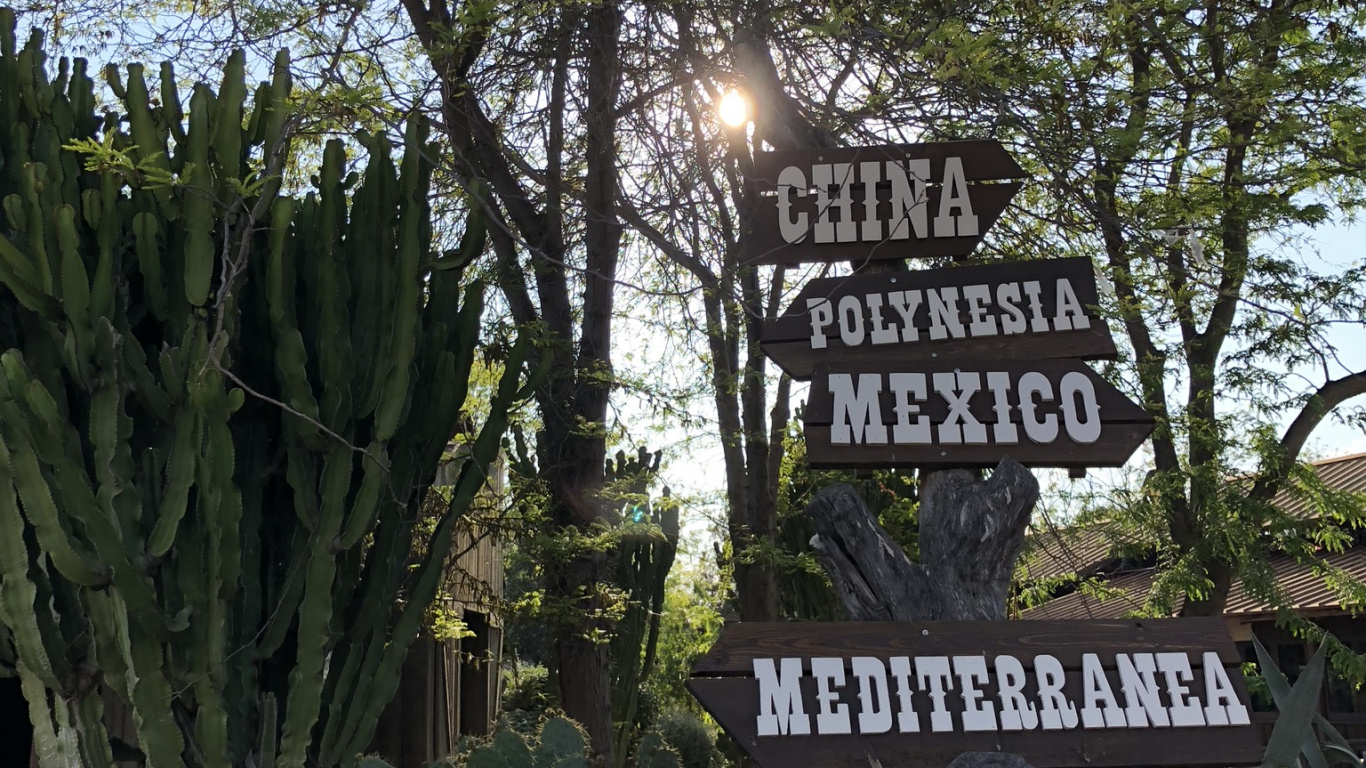 Обои дерево, ветвь, наземное растение, кактус, caryophyllales в разрешении 1366x768