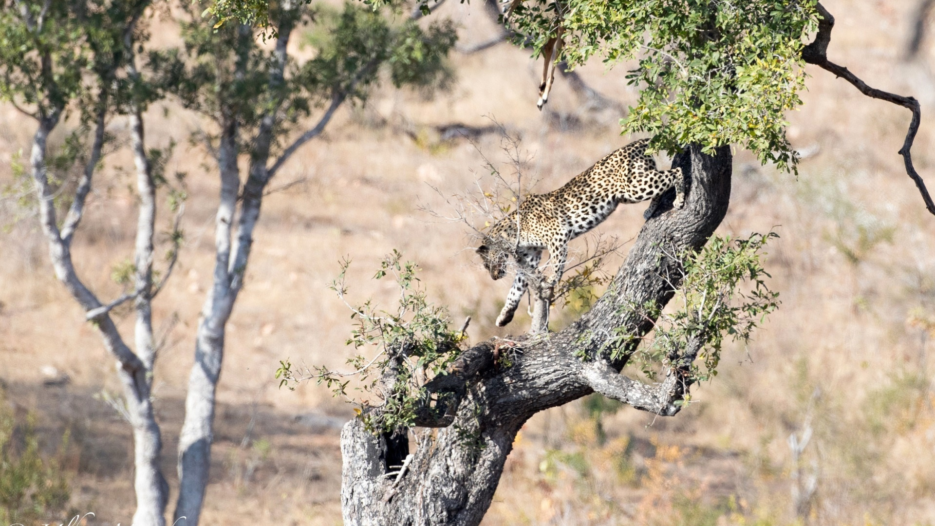 Обои живая природа, Дикая кошка, кот, тигр, большая кошка в разрешении 1920x1080