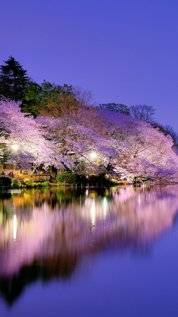 Обои Япония, цветение вишни, природа, отражение, пурпур в разрешении 750x1334