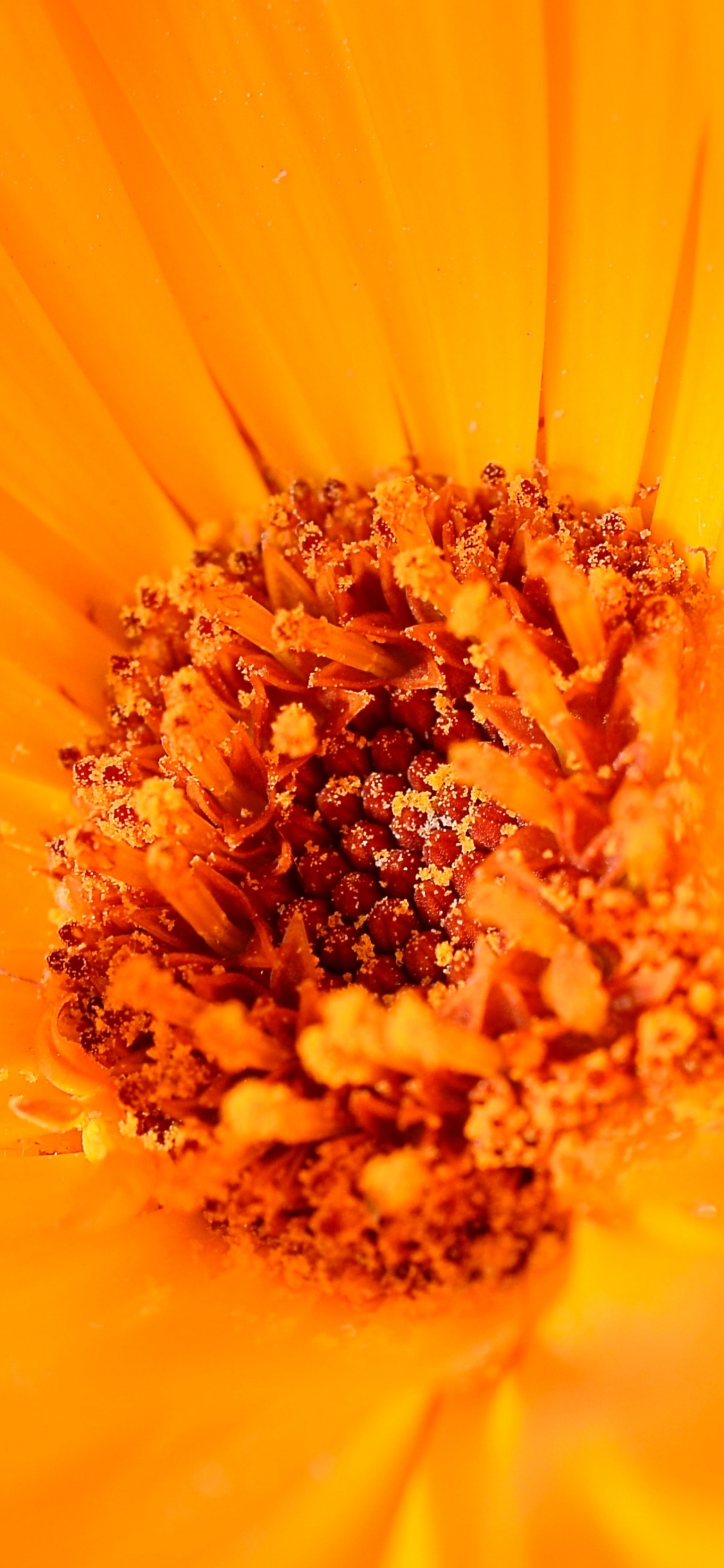 Обои цветковое растение, Апельсин, крупный план, цветок, сера космос в разрешении 1125x2436