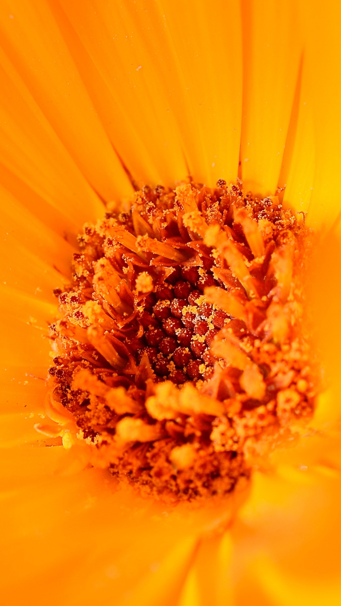 Обои цветковое растение, Апельсин, крупный план, цветок, сера космос в разрешении 1440x2560