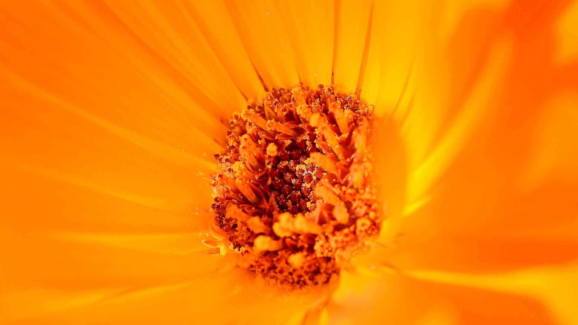 Обои цветковое растение, Апельсин, крупный план, цветок, сера космос в разрешении 1920x1080