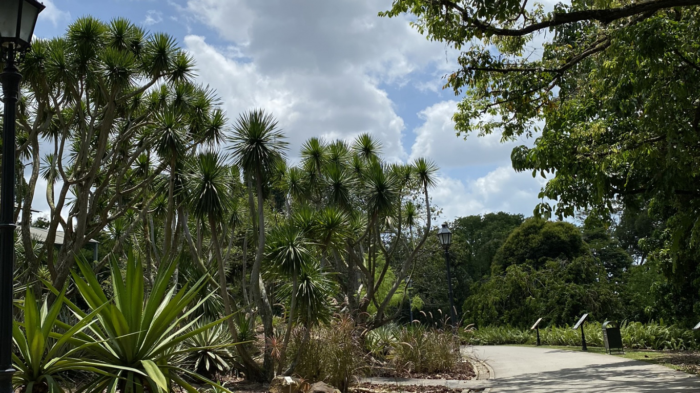 Обои пальмовые рощи, Ботанический сад, лист, растение, дерево в разрешении 1366x768