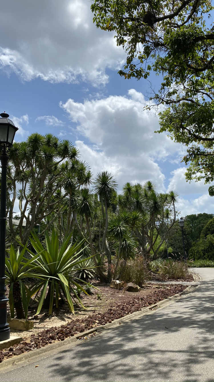 Обои пальмовые рощи, Ботанический сад, лист, растение, дерево в разрешении 750x1334