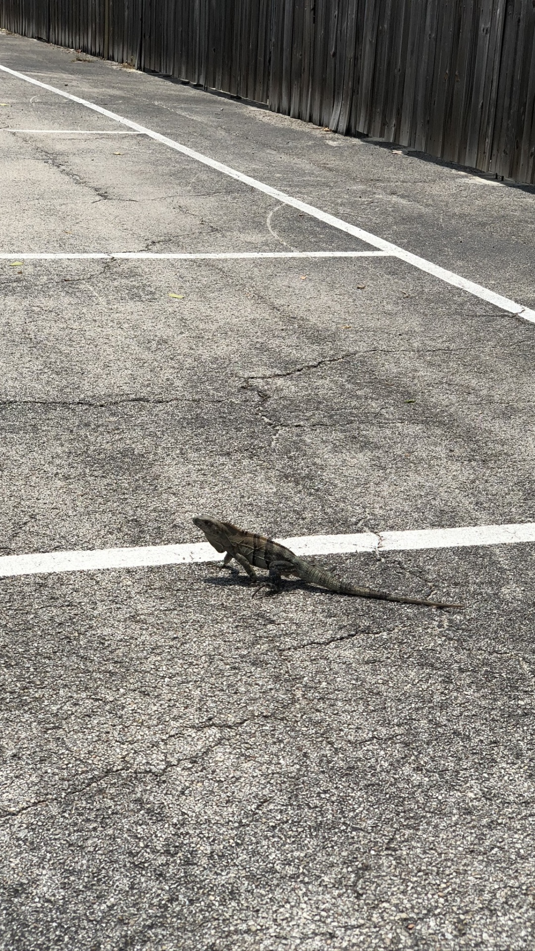 Обои асфальт, дорожное покрытие, геометрия, дорога, природа в разрешении 1080x1920