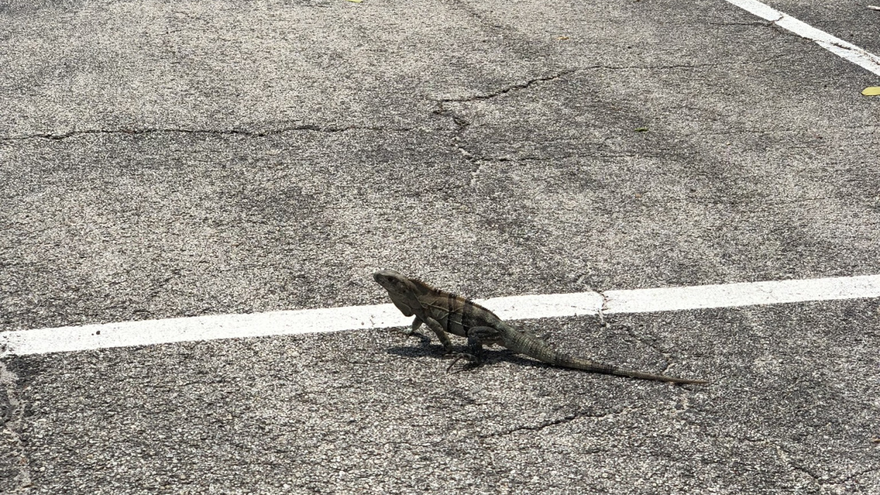 Обои асфальт, дорожное покрытие, геометрия, дорога, природа в разрешении 1280x720