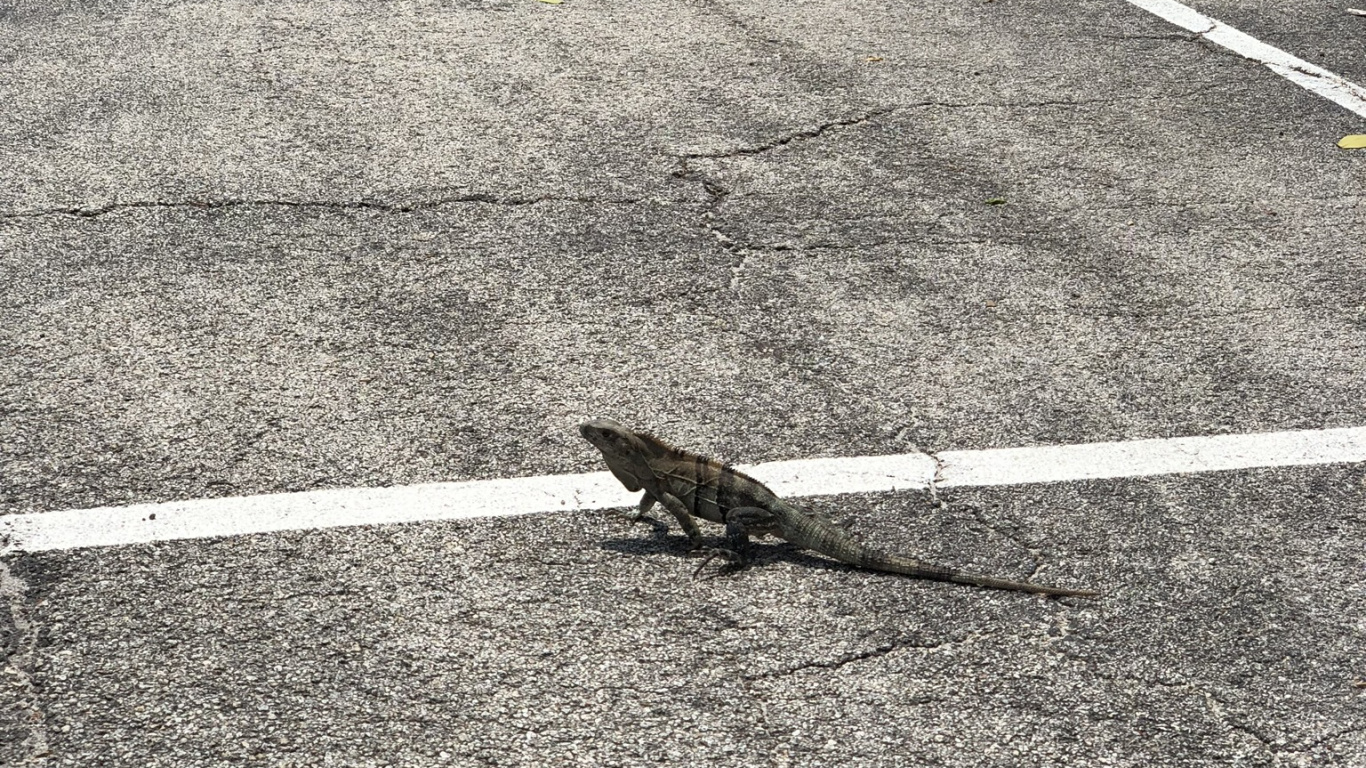 Обои асфальт, дорожное покрытие, геометрия, дорога, природа в разрешении 1366x768