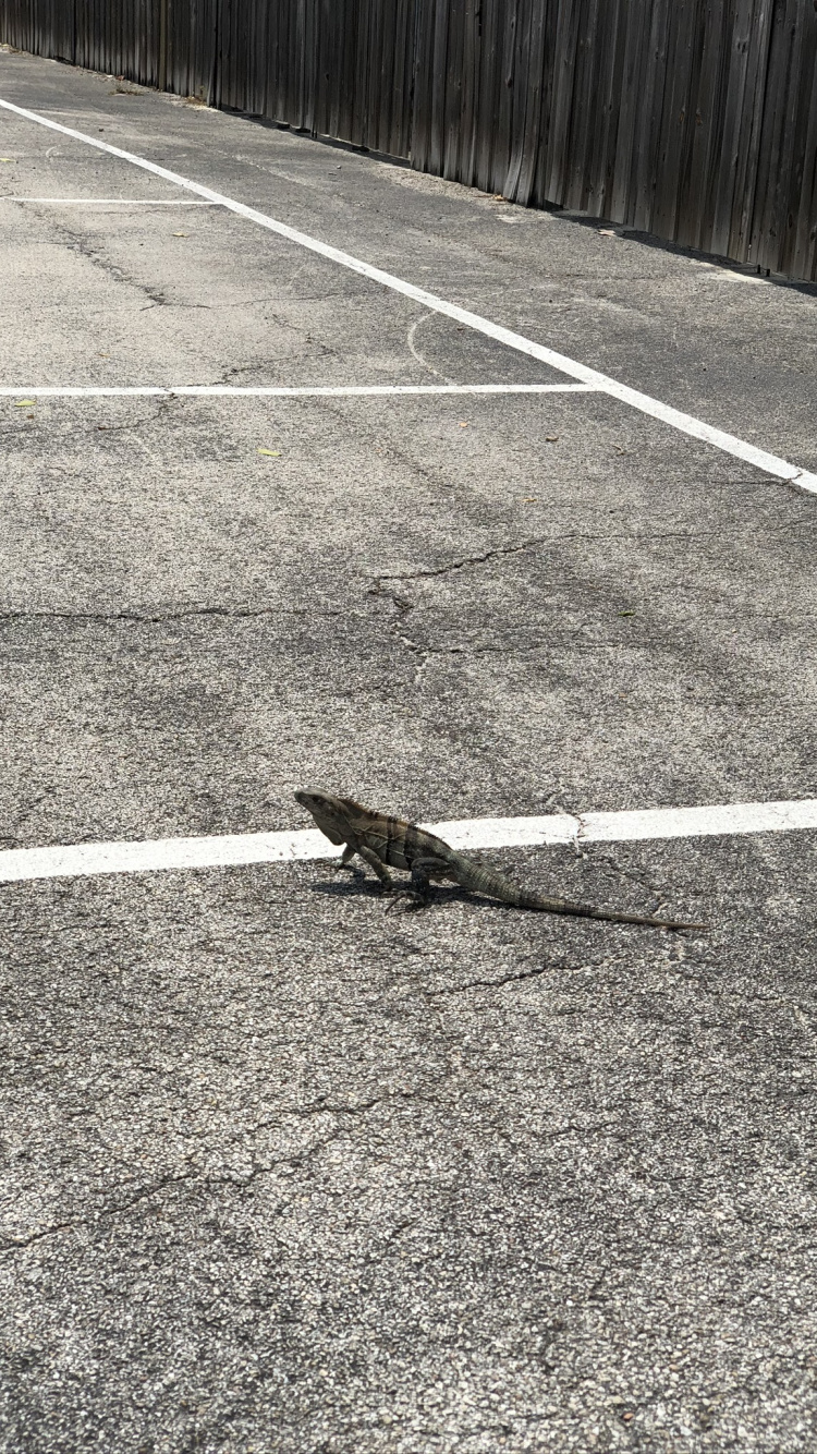 Обои асфальт, дорожное покрытие, геометрия, дорога, природа в разрешении 750x1334