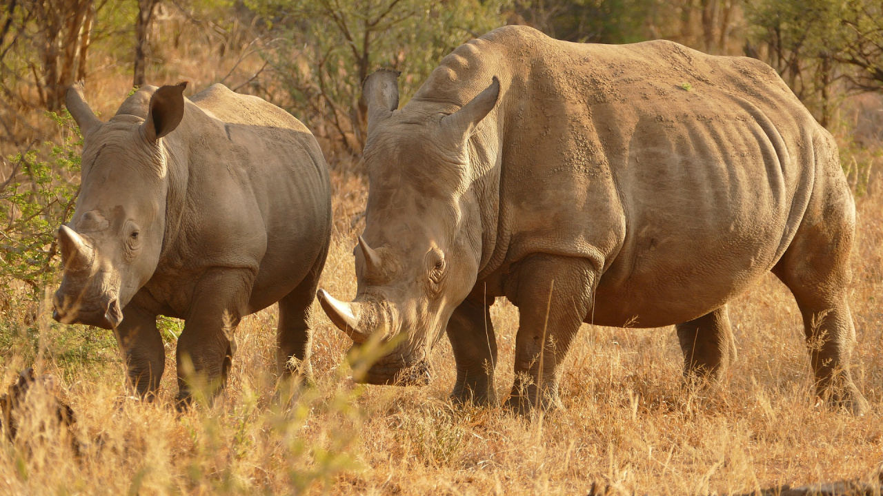 Обои сафари, живая природа, носорог, наземные животные, белый носорог в разрешении 1280x720