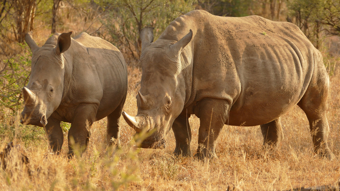 Обои сафари, живая природа, носорог, наземные животные, белый носорог в разрешении 1366x768