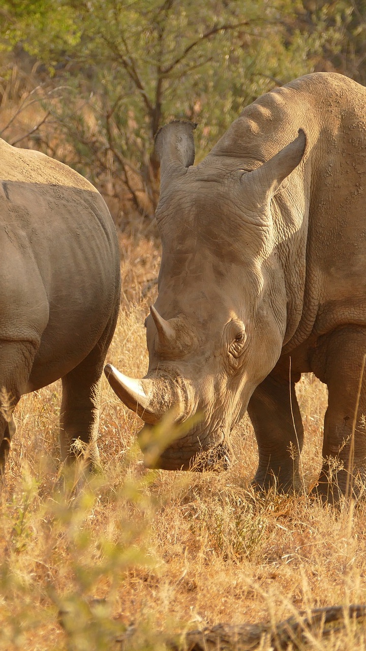 Обои сафари, живая природа, носорог, наземные животные, белый носорог в разрешении 720x1280