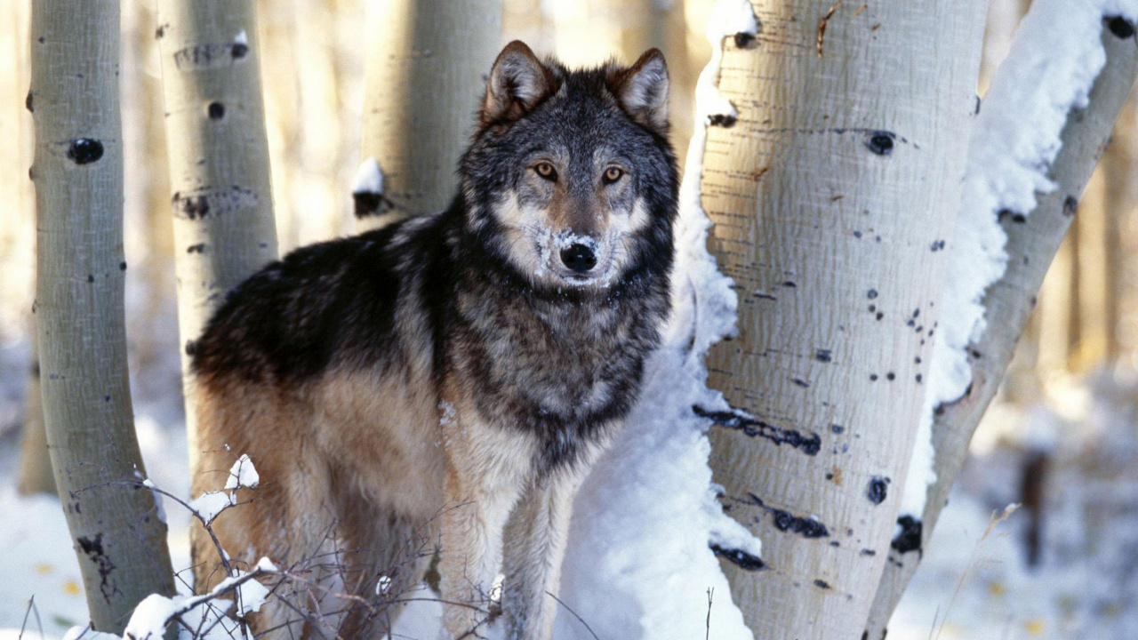Обои живая природа, волкодав, волчья собака, деревья, фауна в разрешении 1280x720