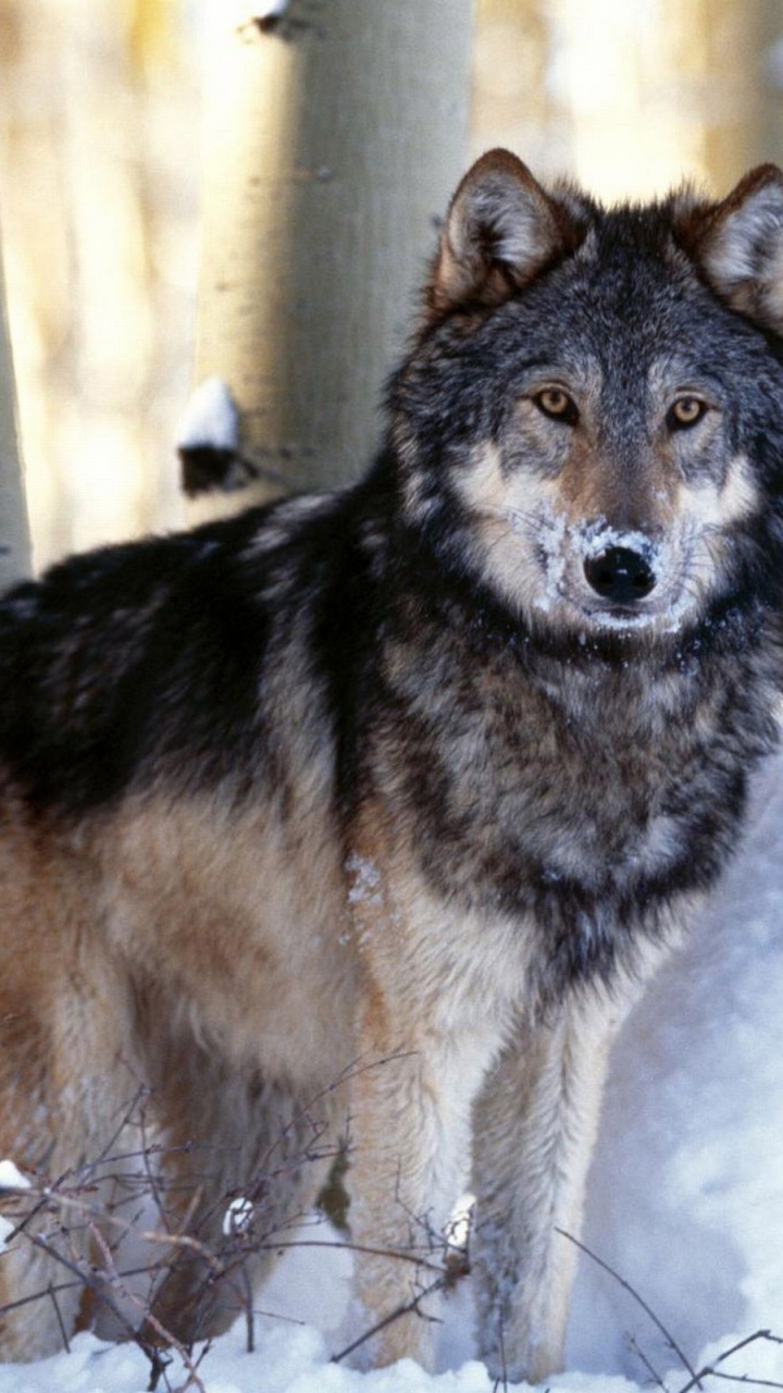 Обои живая природа, волкодав, волчья собака, деревья, фауна в разрешении 720x1280