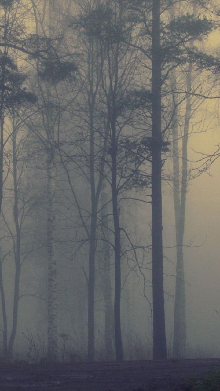 Обои дерево, туман, лес, дымка, атмосфера в разрешении 720x1280