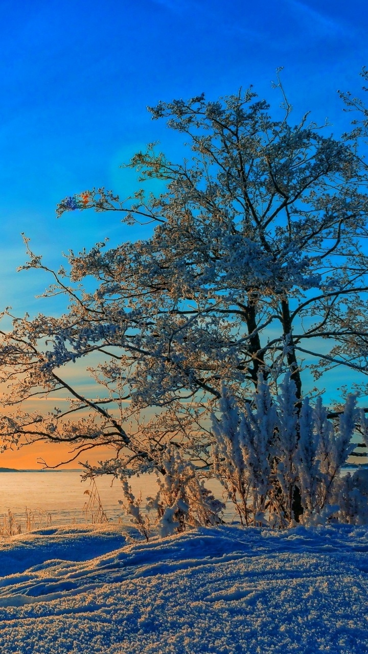 Обои закат, зима, снег, природа, дерево в разрешении 720x1280