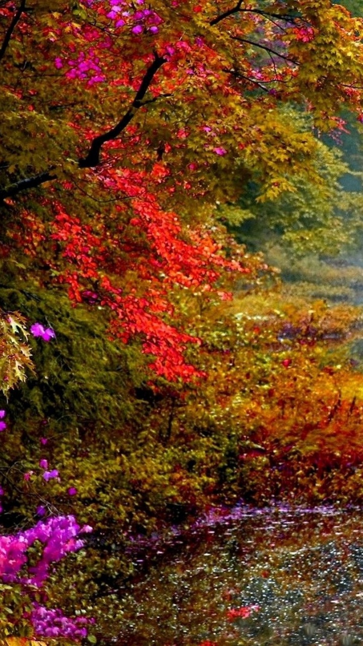 Обои природа, лист, отражение, осень, вода в разрешении 720x1280