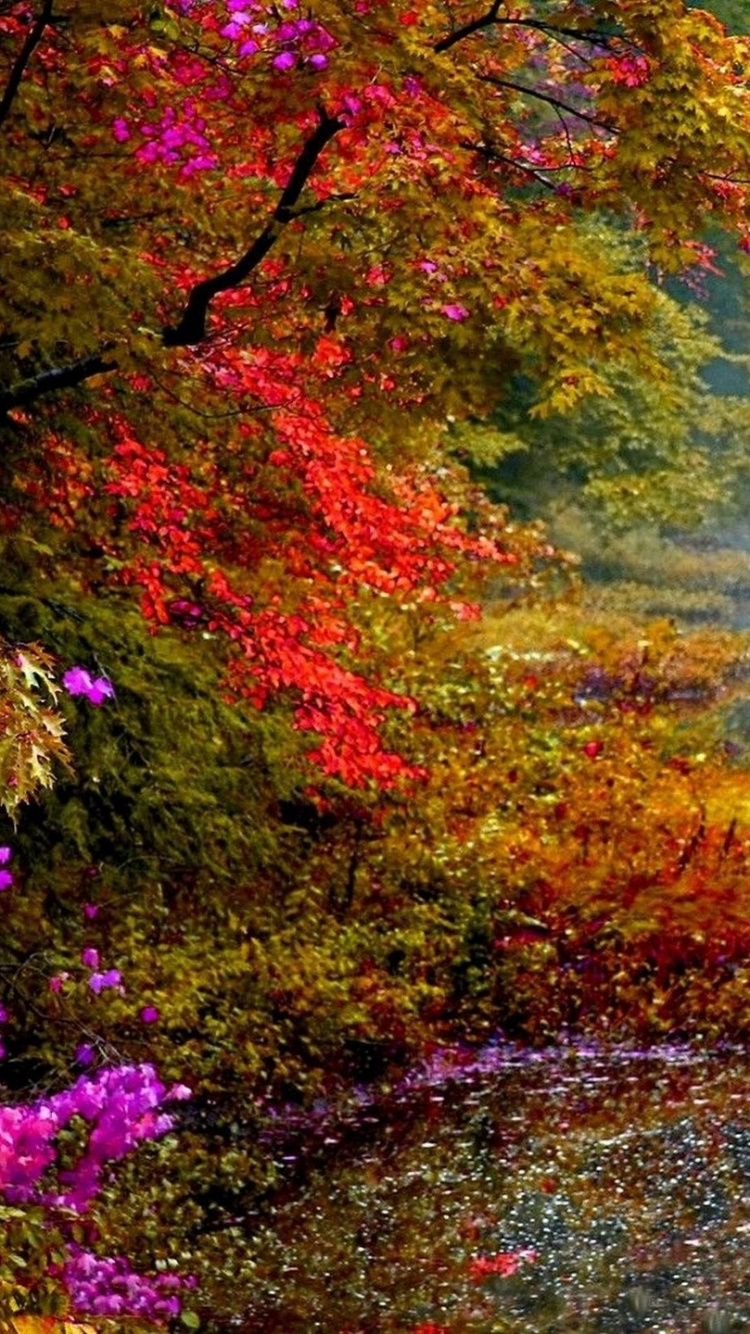 Обои природа, лист, отражение, осень, вода в разрешении 750x1334