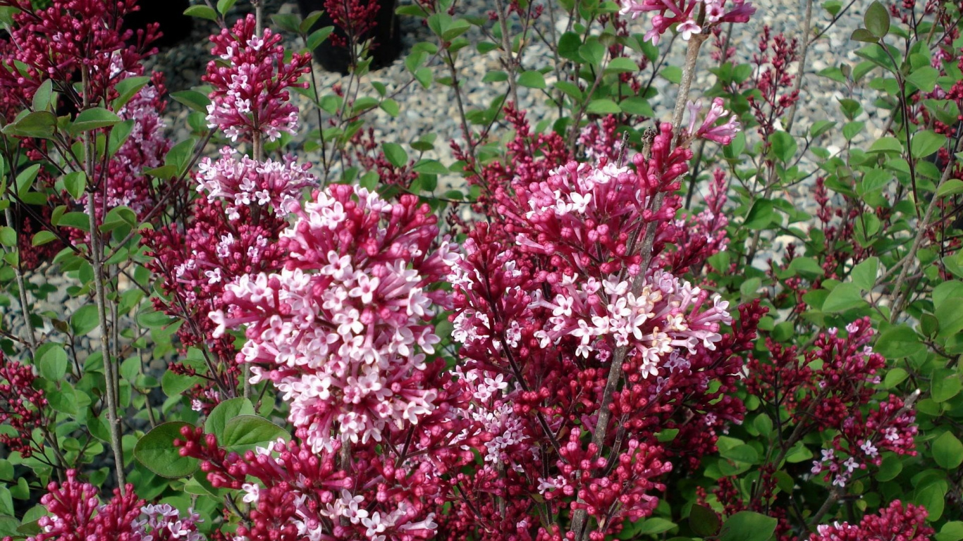 Обои общие сиреневый, цветковое растение, растение, весна, почвопокровная в разрешении 1366x768