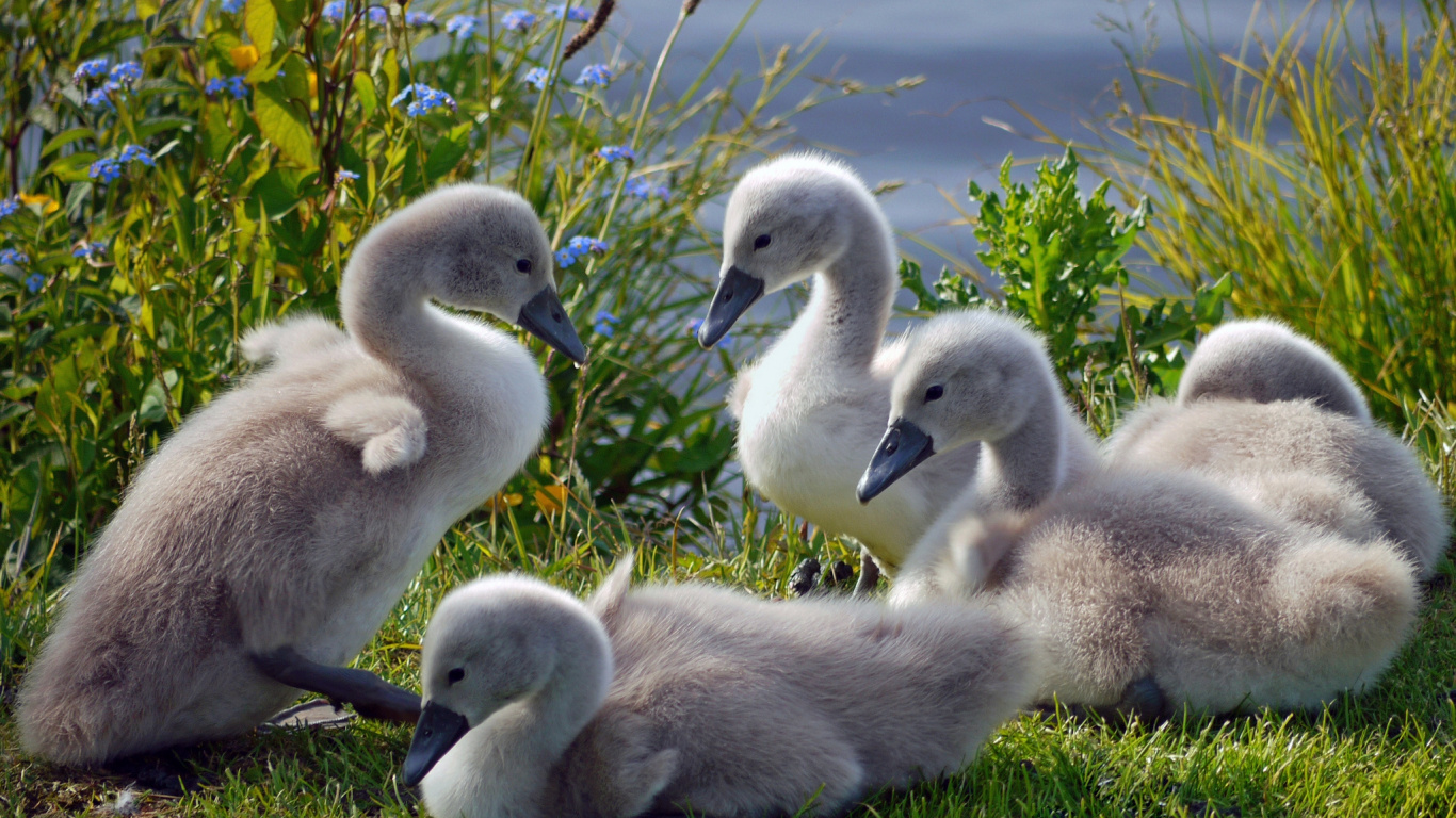Обои утка, Лебедь, птица, водоплавающие птицы, утки, гуси и лебеди в разрешении 1366x768