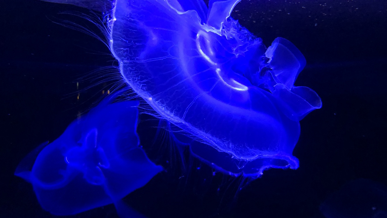 Обои Медуза, морская биология, морские беспозвоночные, синий, электрик в разрешении 1280x720