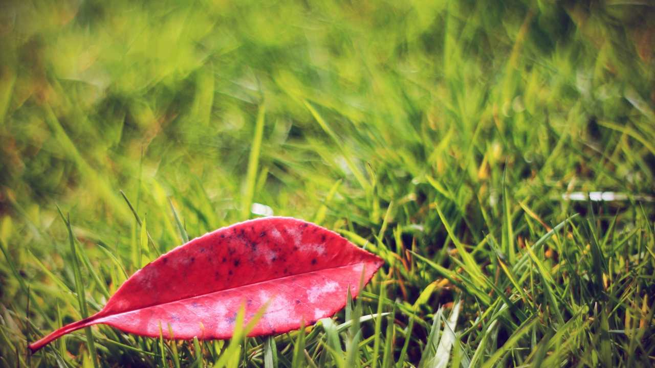 Обои растение, семейство травы, Флора, стебель, стебель растения в разрешении 1280x720