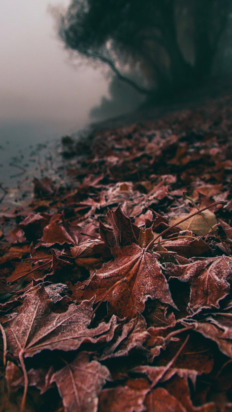 Обои лист, блог, вода, древесина, ветвь в разрешении 750x1334