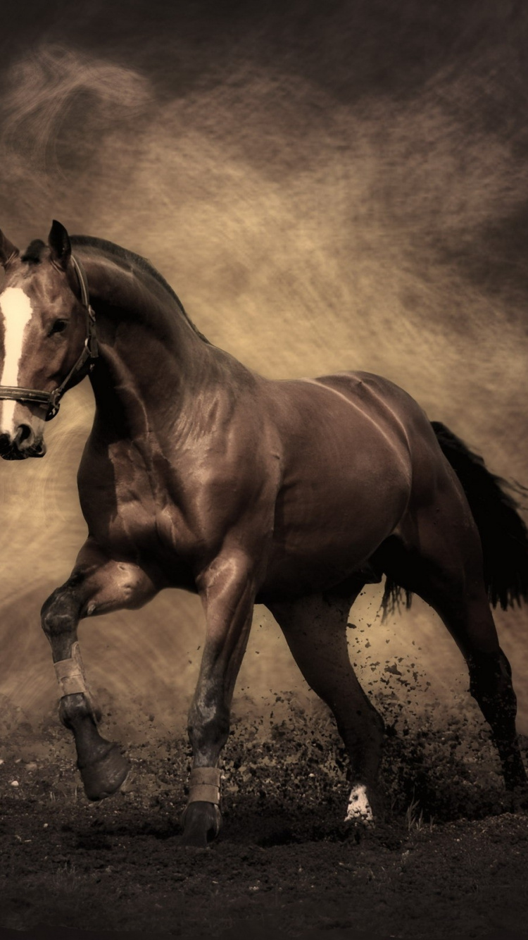 Обои конь, жеребец, грива, Мустанг лошадь, Арабская лошадь в разрешении 750x1334