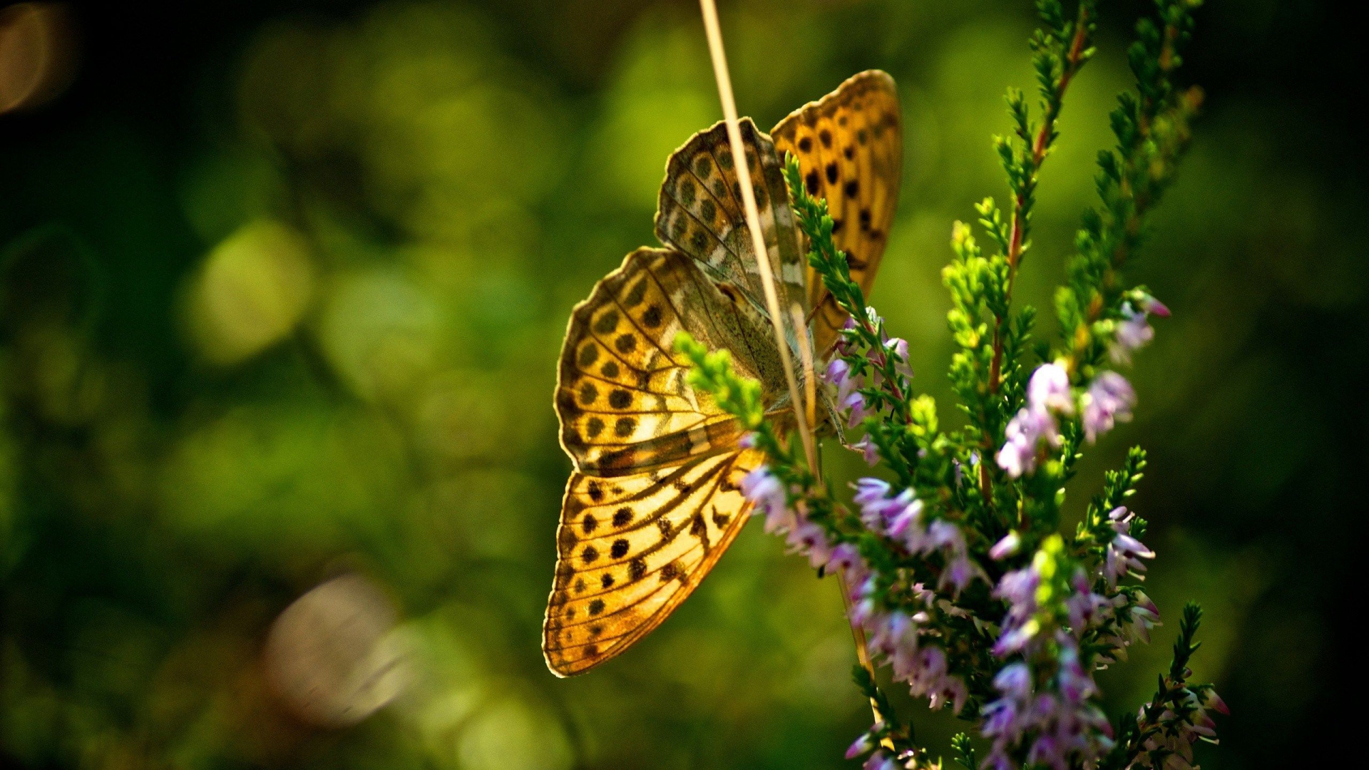 Обои насекомое, бабочка, мотыльки и бабочки, опылитель, беспозвоночных в разрешении 1920x1080