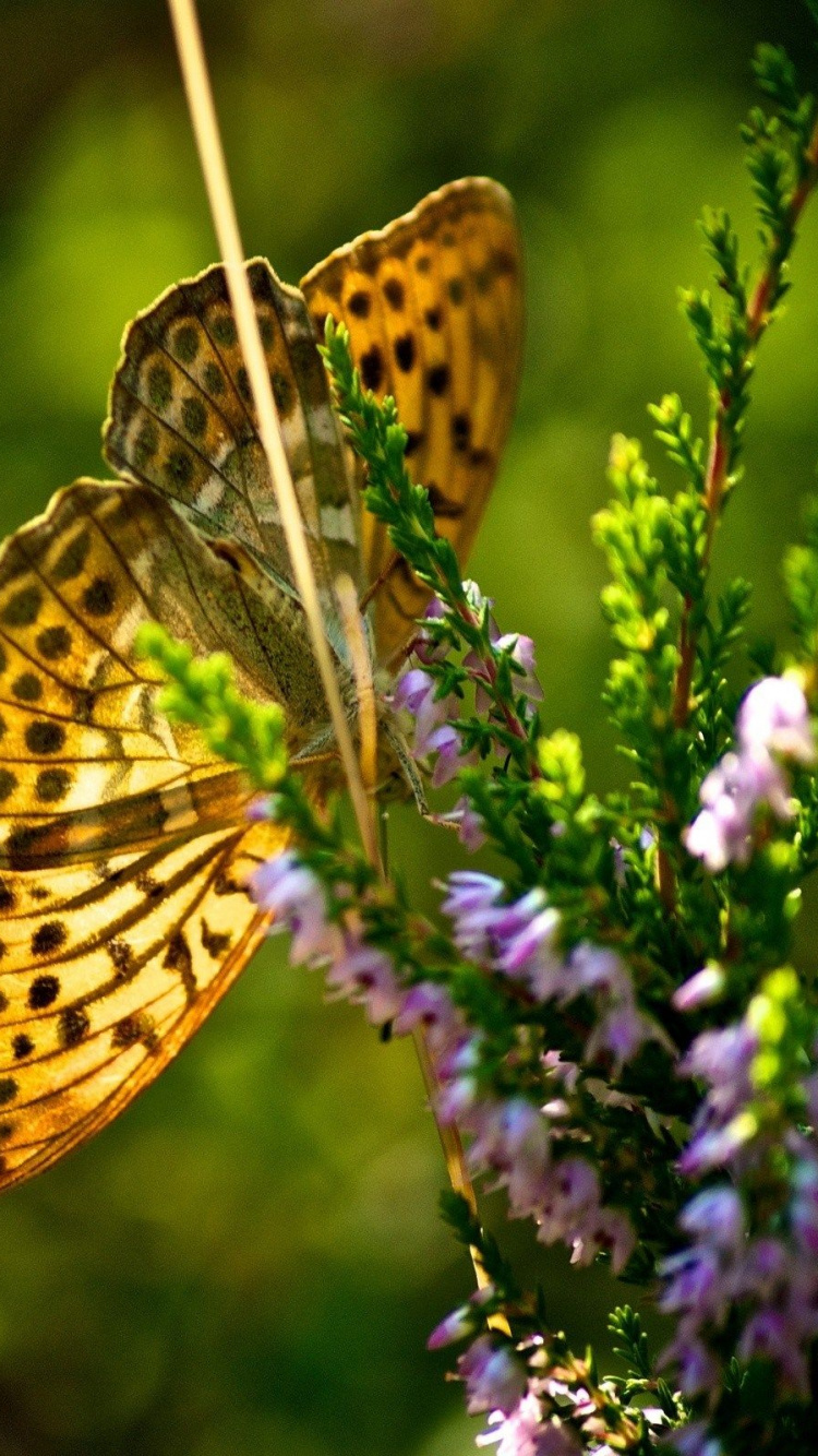 Обои насекомое, бабочка, мотыльки и бабочки, опылитель, беспозвоночных в разрешении 750x1334