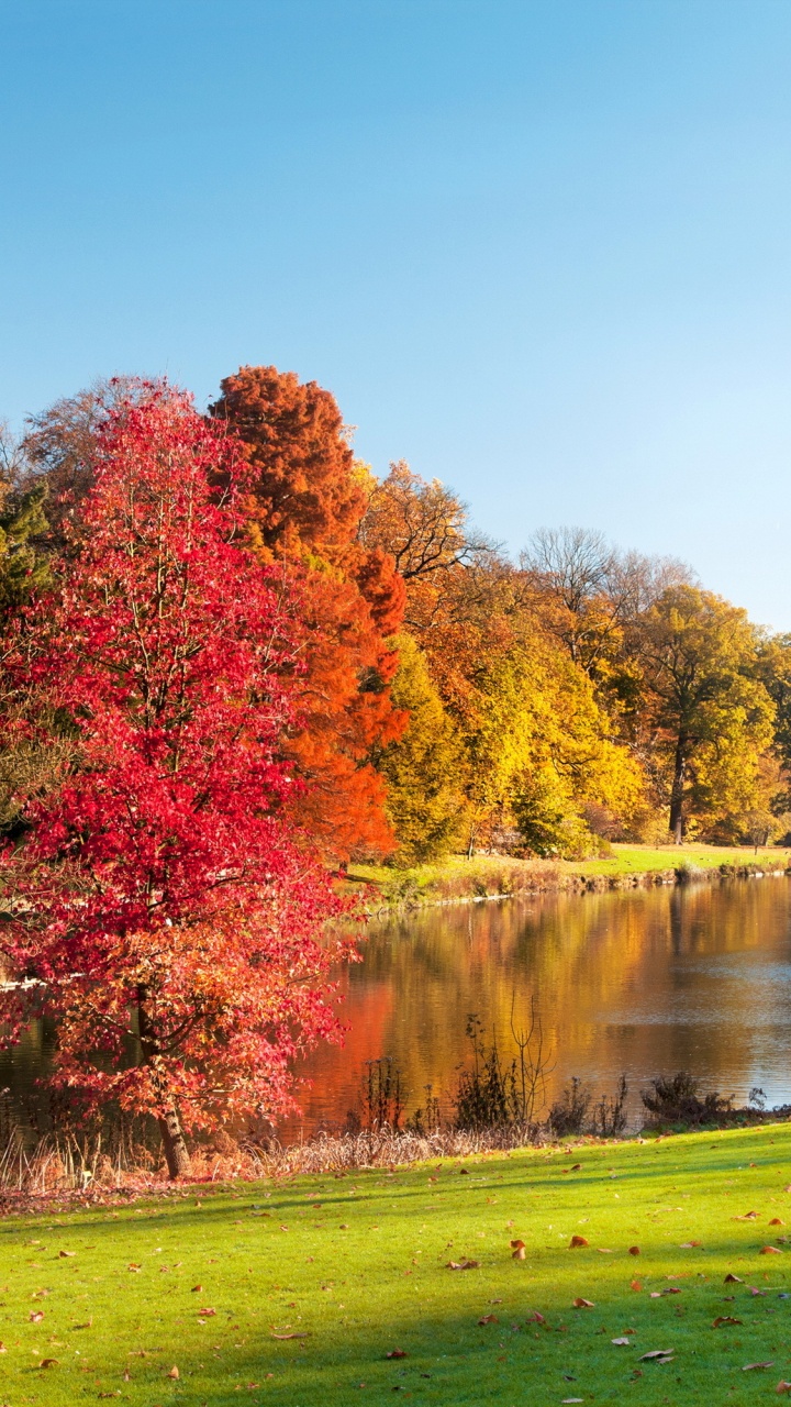 Обои осень, сезон, природа, дерево, лист в разрешении 720x1280