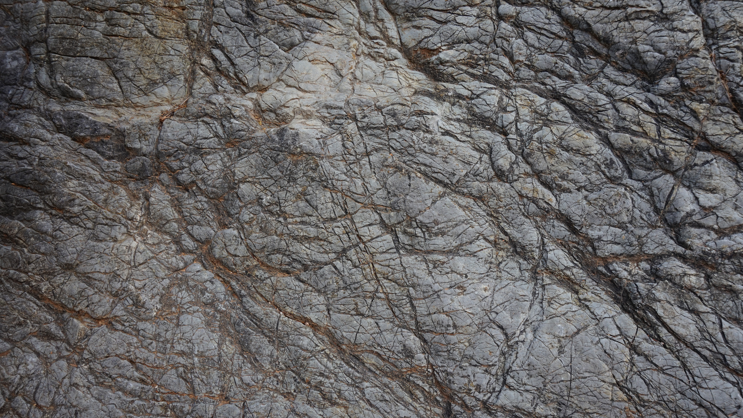 Обои рок, дерево, ветвь, геология, лес в разрешении 2560x1440