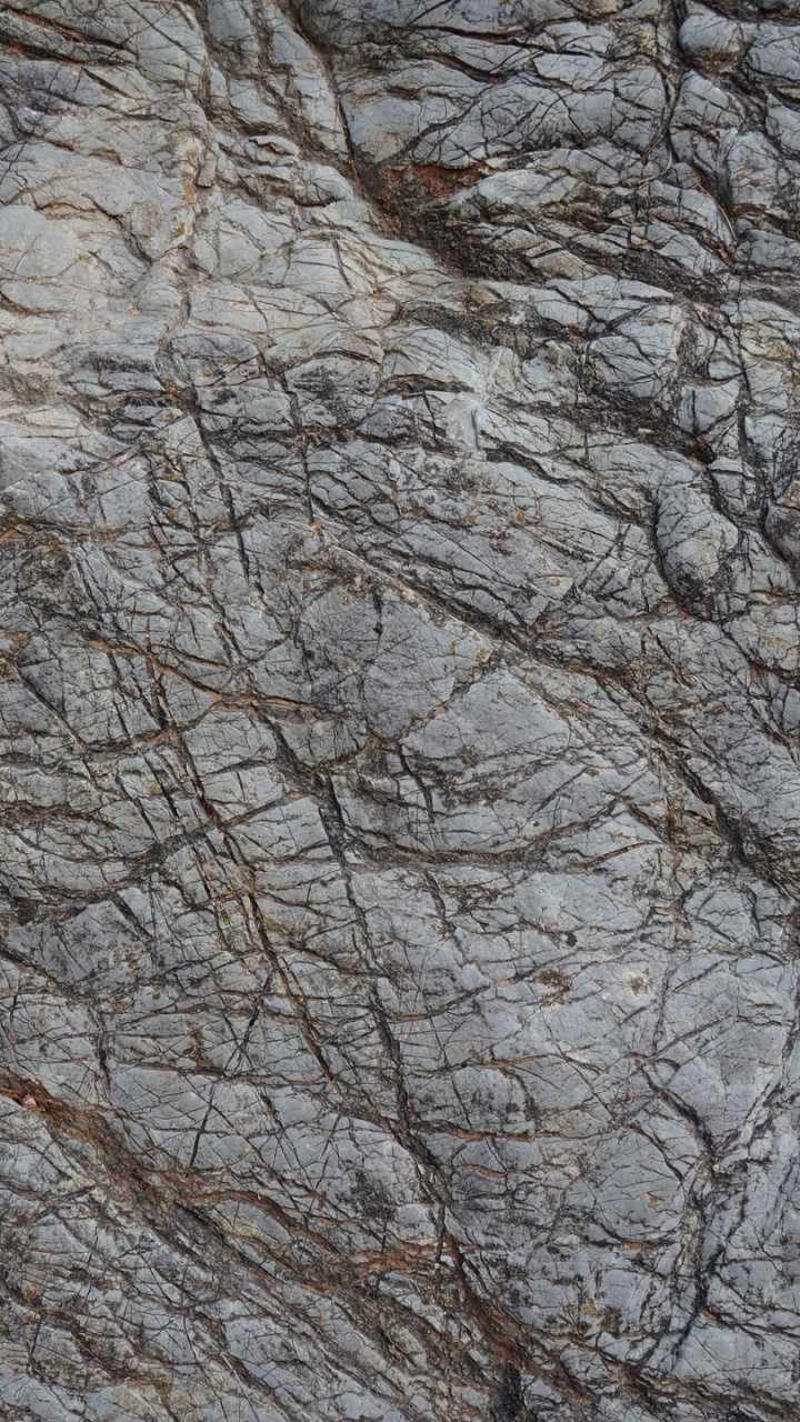 Обои рок, дерево, ветвь, геология, лес в разрешении 720x1280