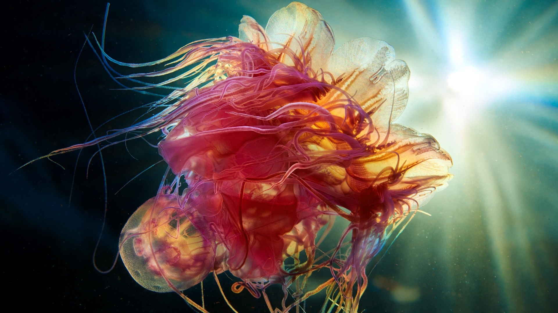 Обои lenovo thinkpad x1 йога 4-го поколения, lenovo thinkpad x1 йога 2019, Lenovo, Lenovo Йога, wqhd в разрешении 1920x1080