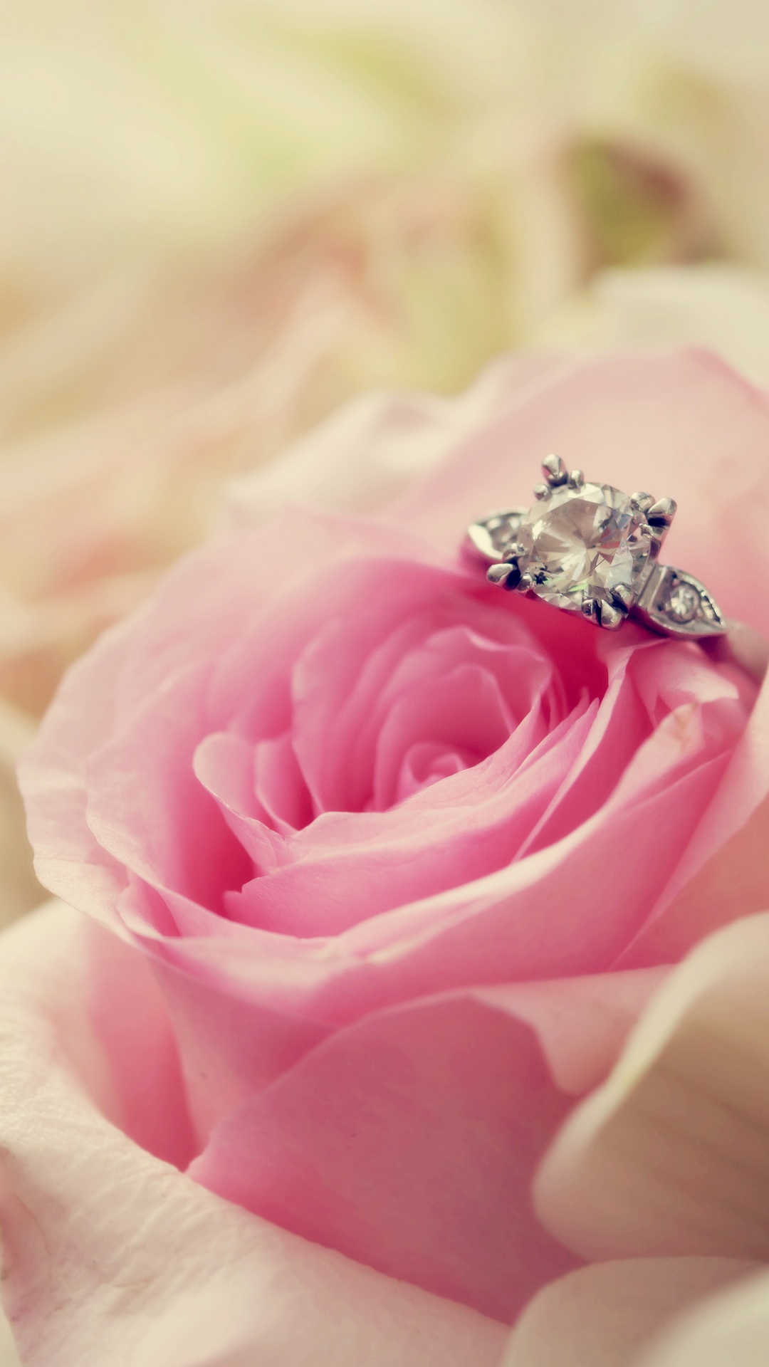 Обои розовый, сад роз, цветок, лепесток, Роза в разрешении 1080x1920