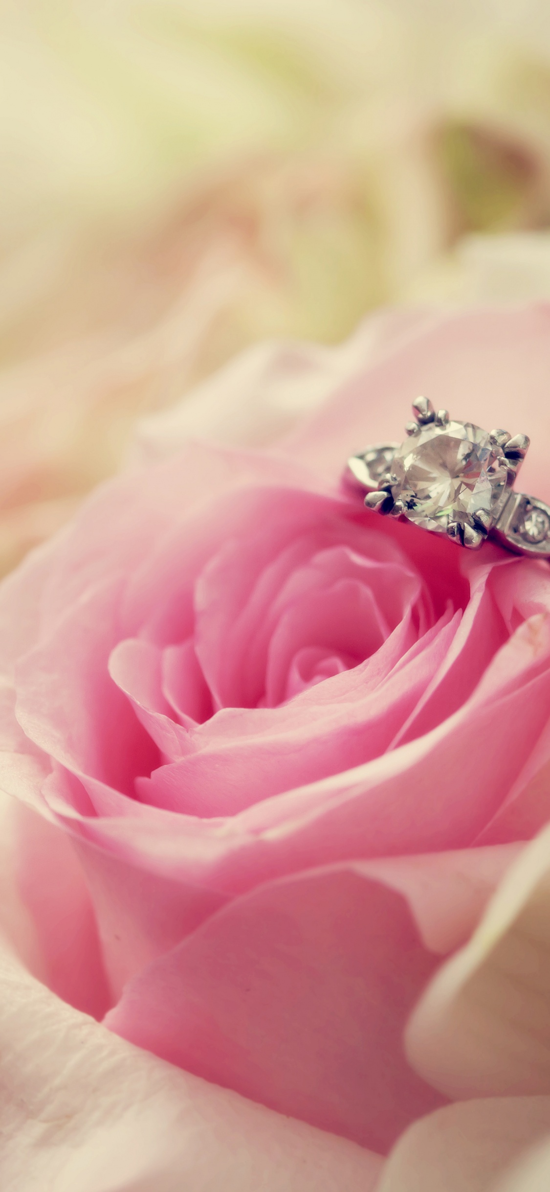 Обои розовый, сад роз, цветок, лепесток, Роза в разрешении 1125x2436