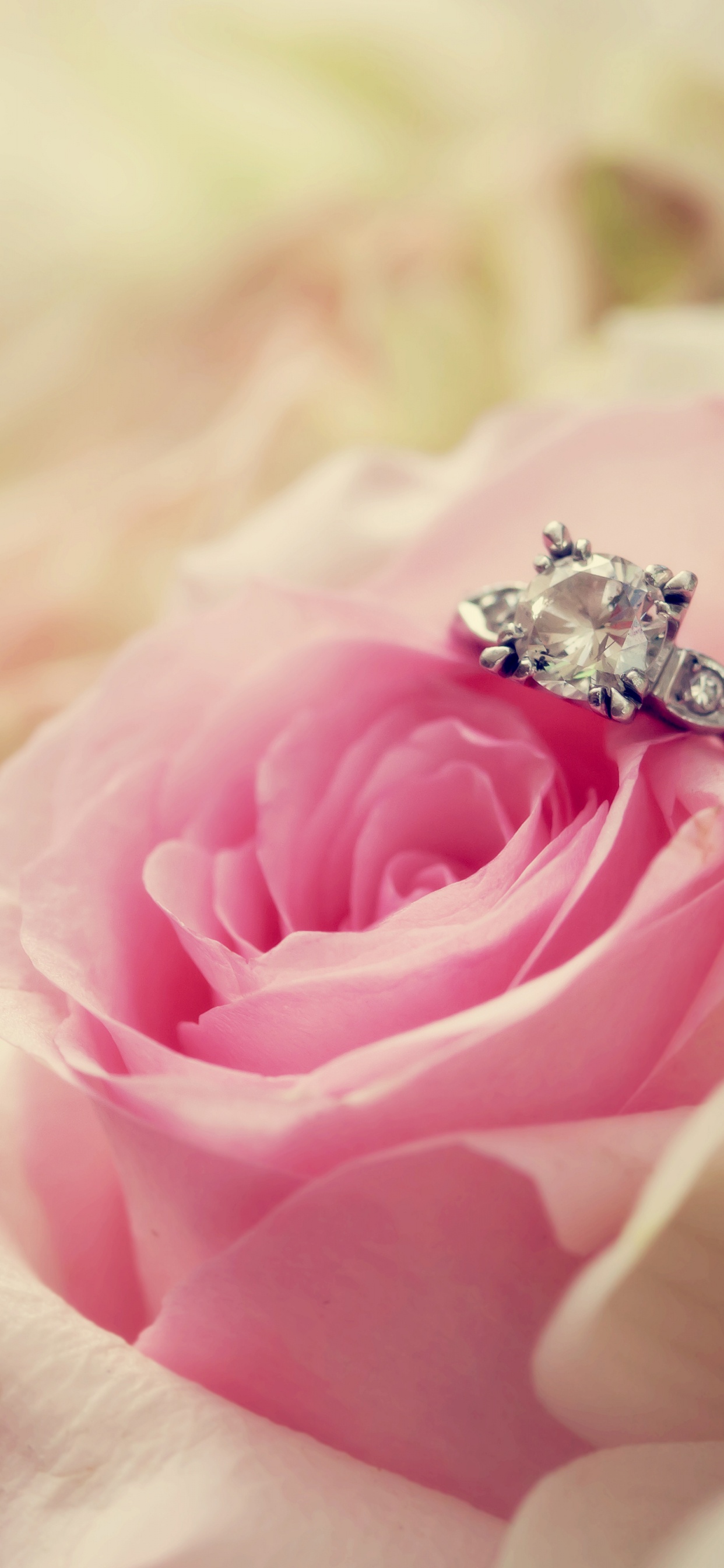 Обои розовый, сад роз, цветок, лепесток, Роза в разрешении 1242x2688