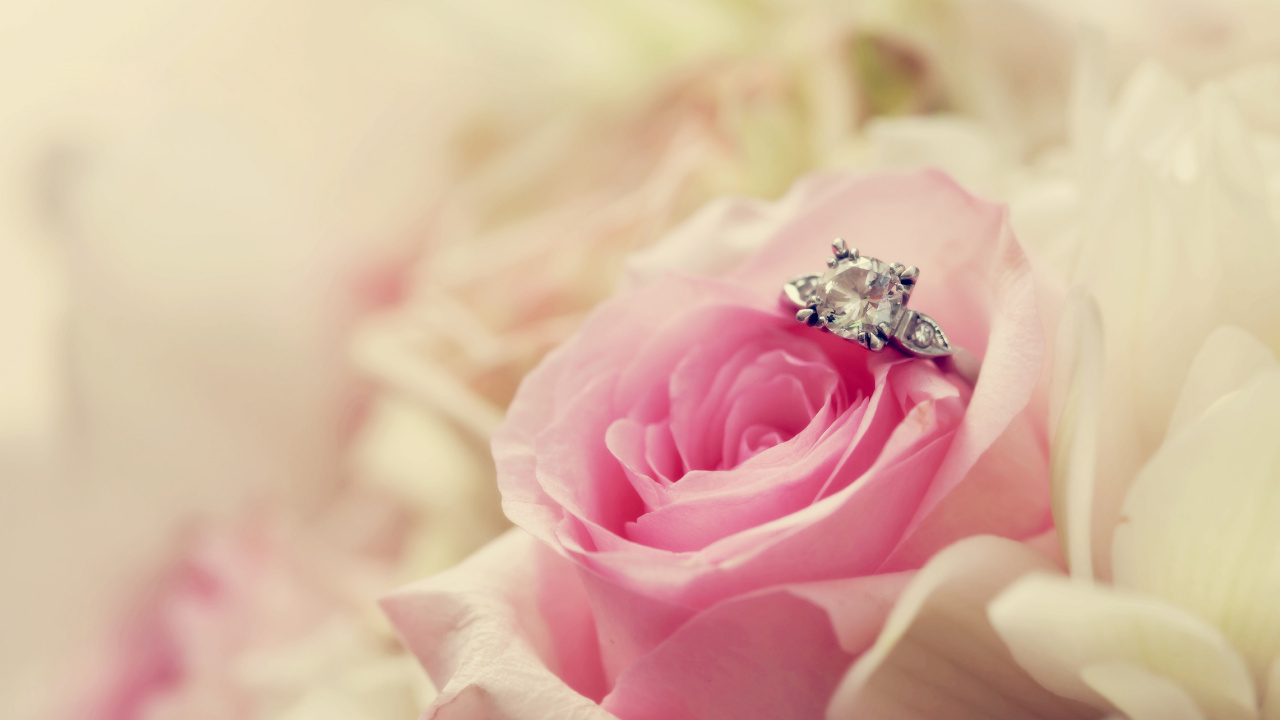 Обои розовый, сад роз, цветок, лепесток, Роза в разрешении 1280x720